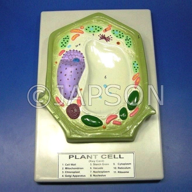Plant Cell Model, Small Plant Cell Model, Small